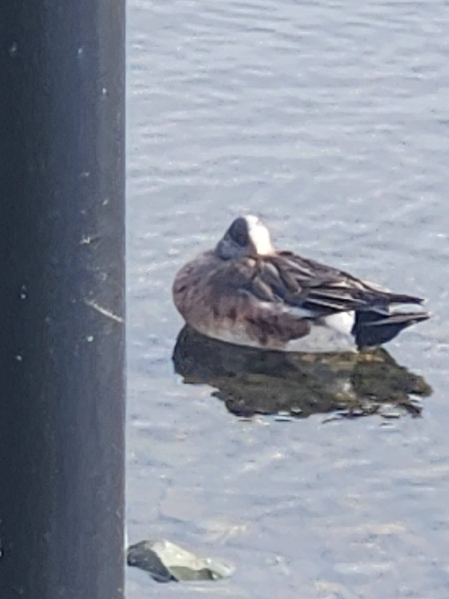 American Wigeon - ML638287573