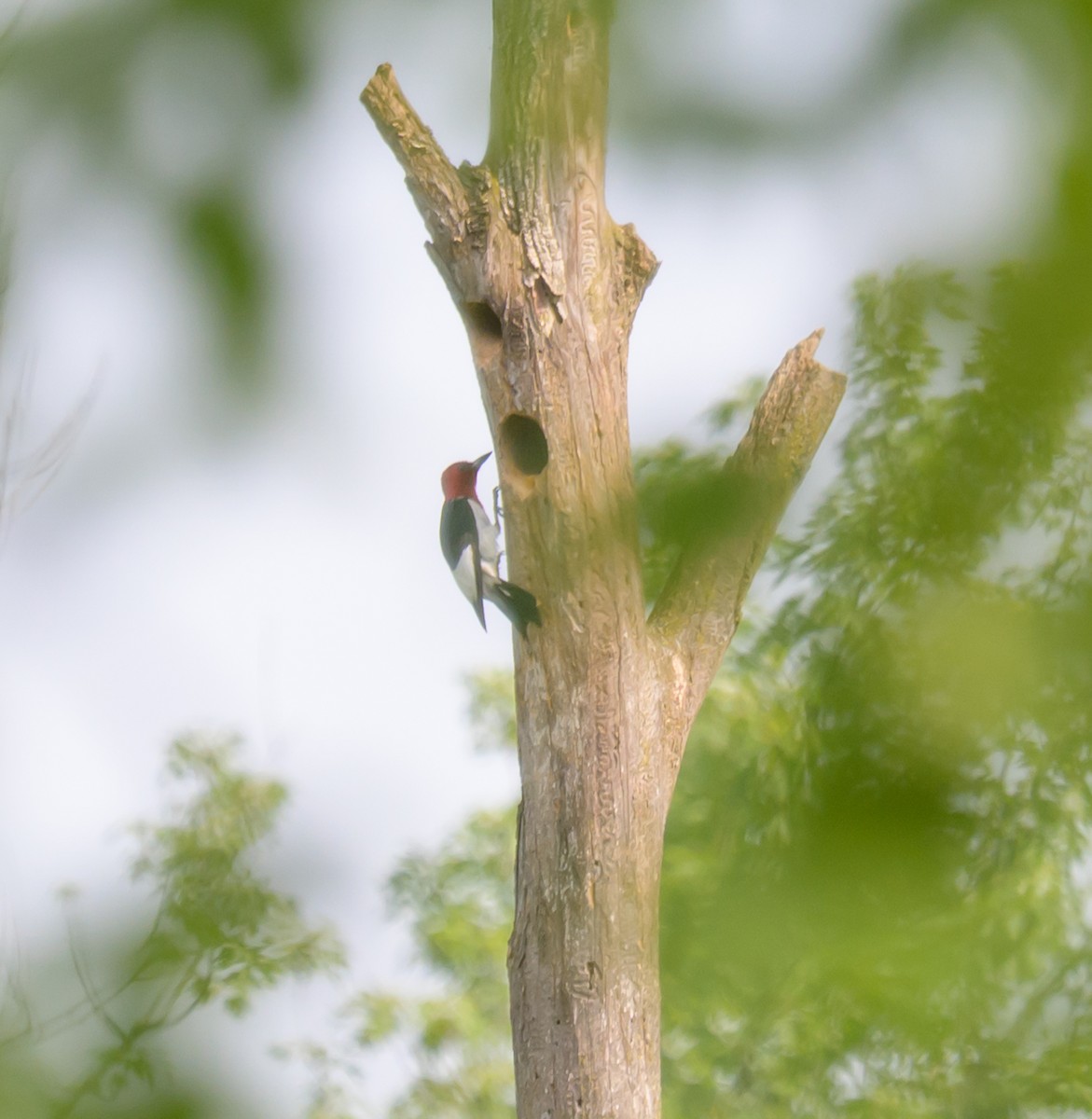 Red-headed Woodpecker - ML638287582