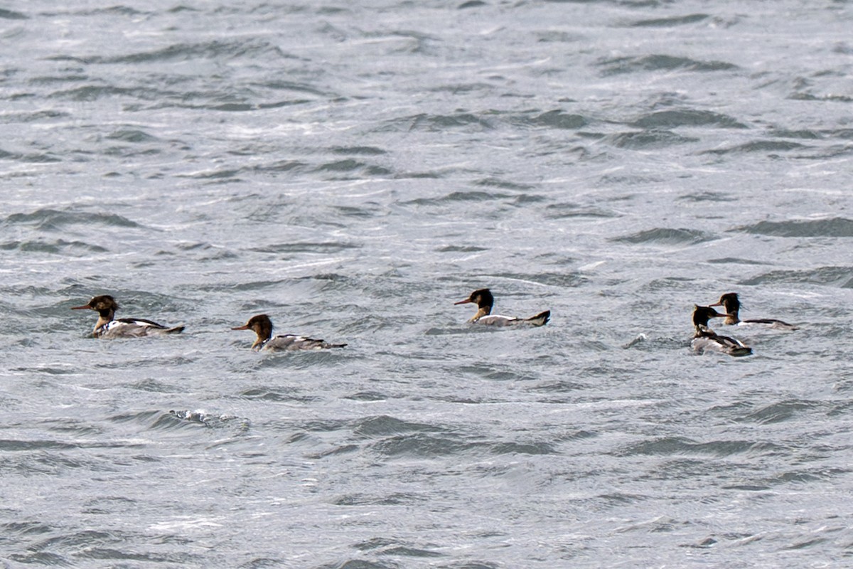 Red-breasted Merganser - ML638287583