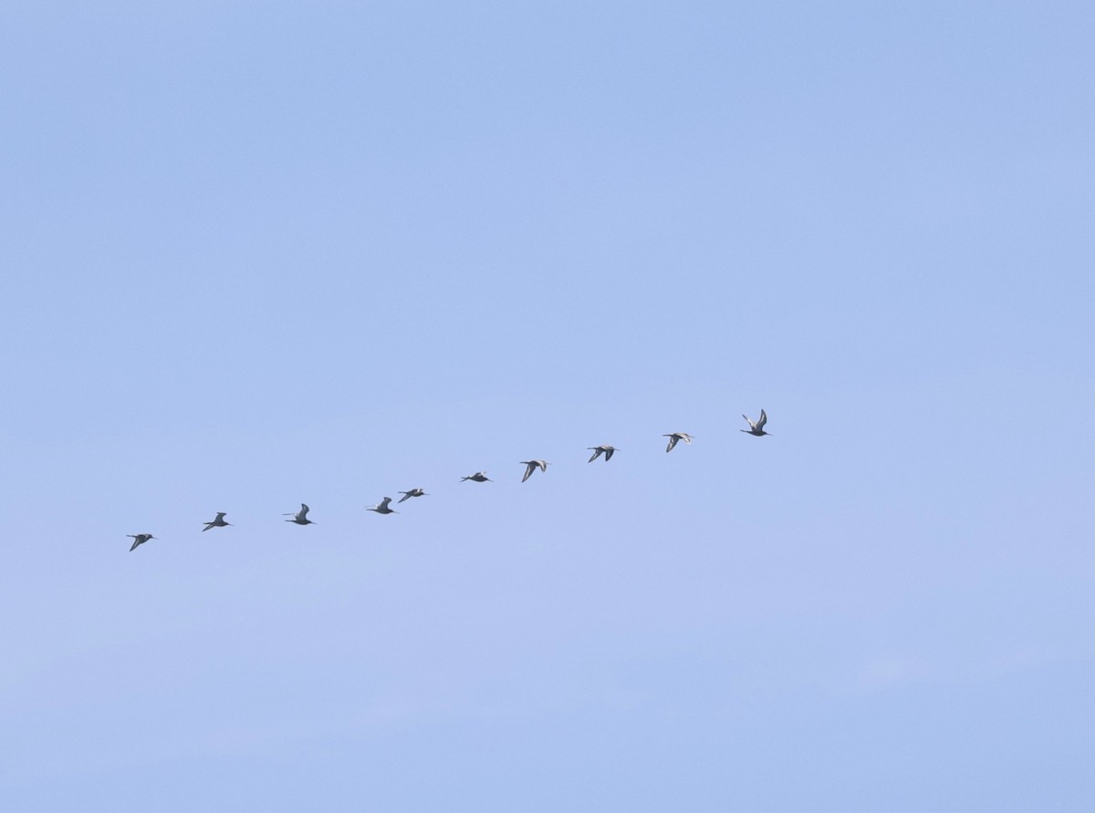 Black-tailed Godwit - ML638287584