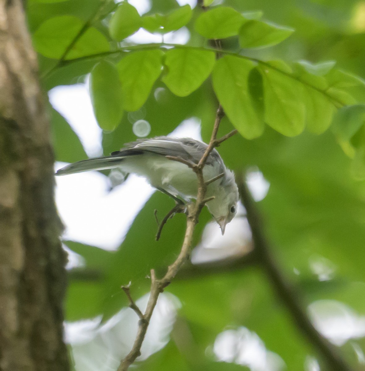 Blue-gray Gnatcatcher - ML638287587