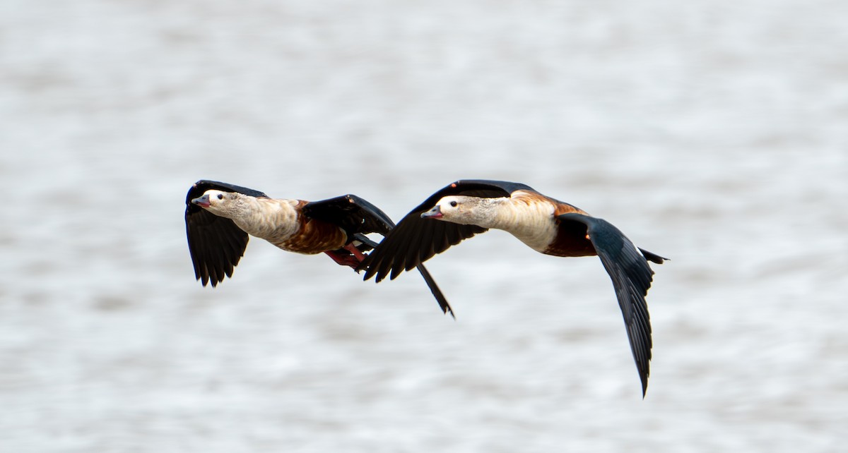 Orinoco Goose - ML638287589