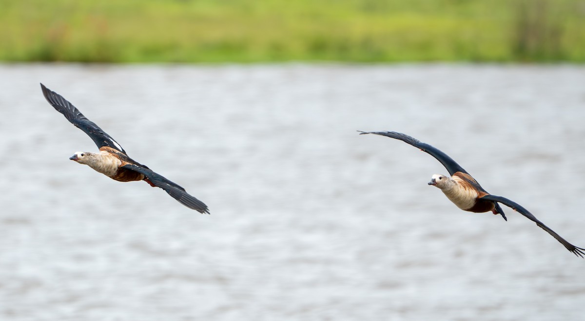 Orinoco Goose - ML638287590