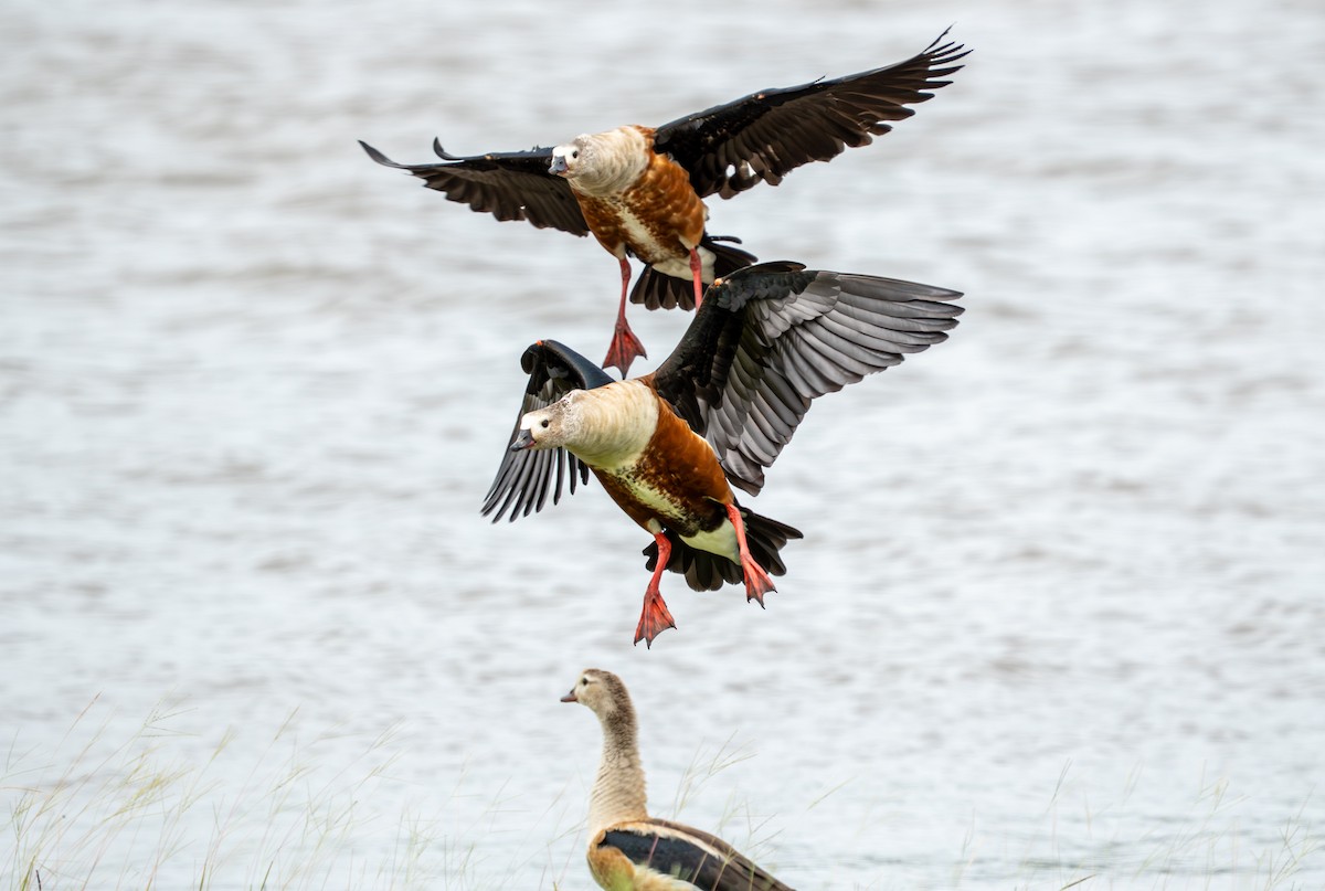 Orinoco Goose - ML638287591