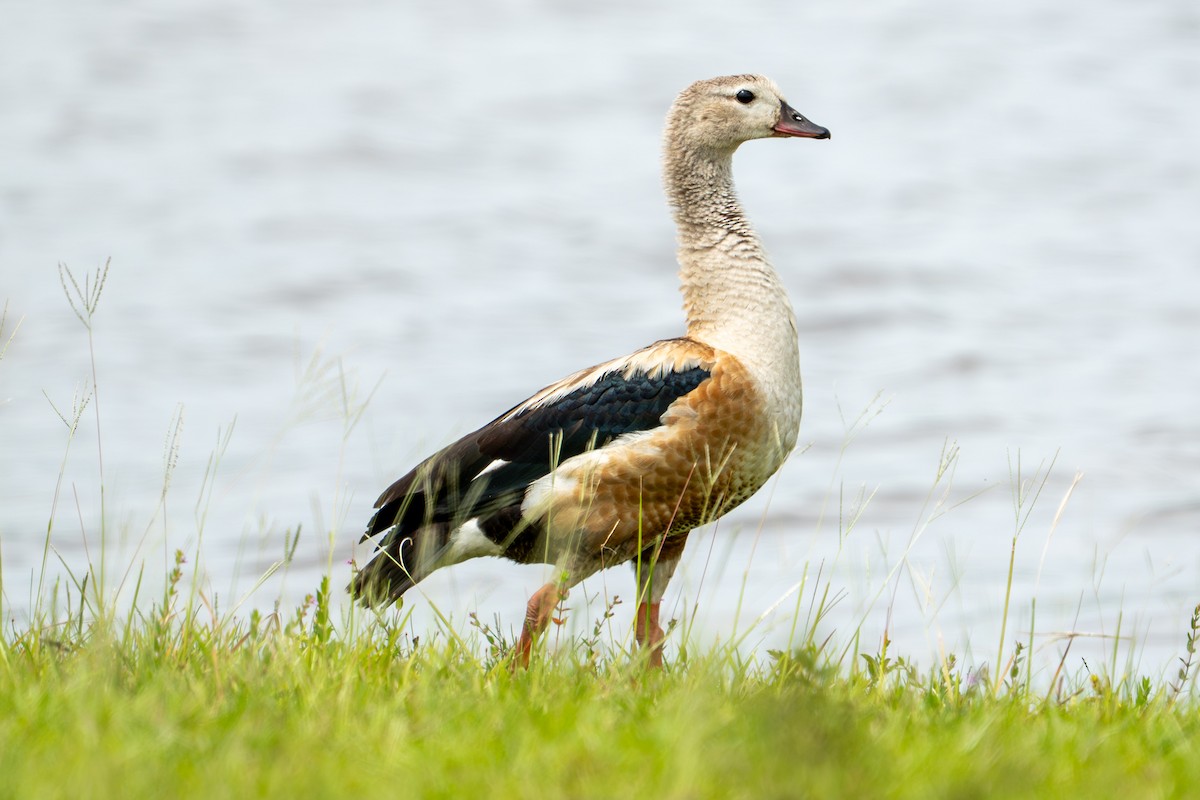 Orinoco Goose - ML638287592