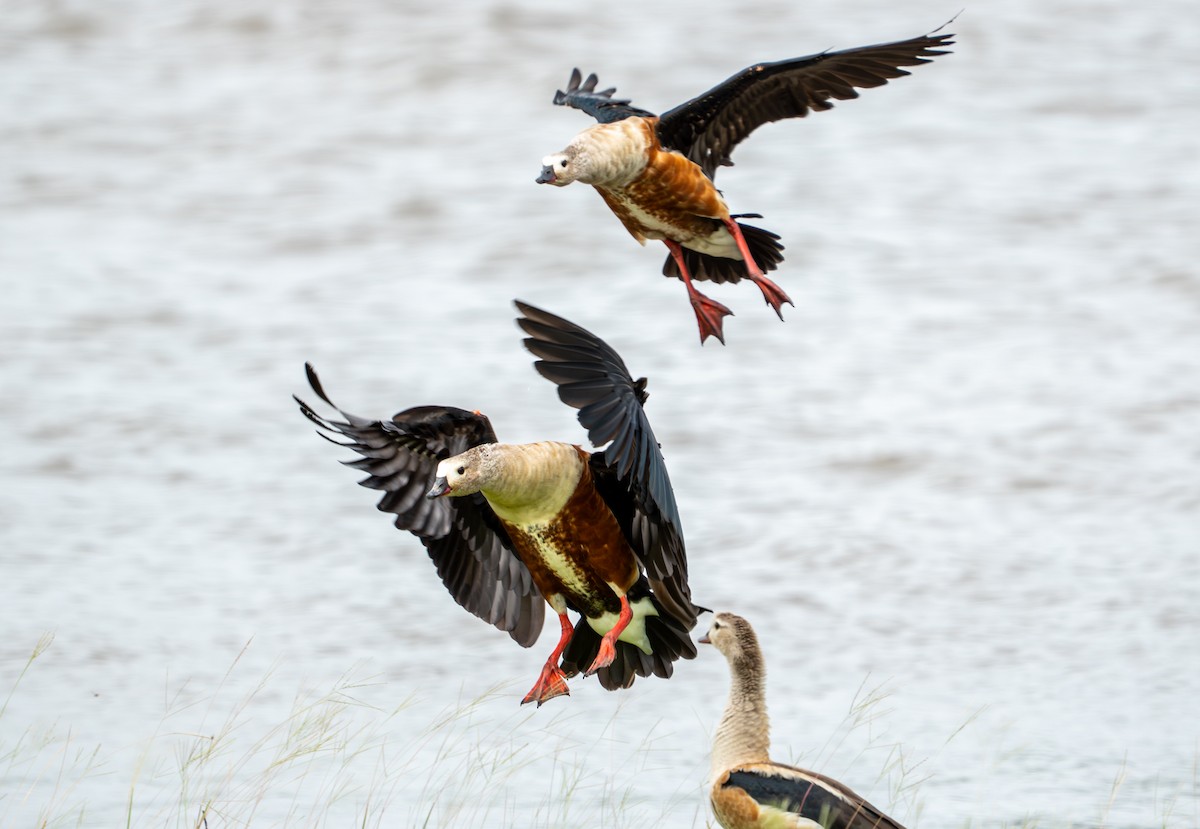 Orinoco Goose - ML638287593