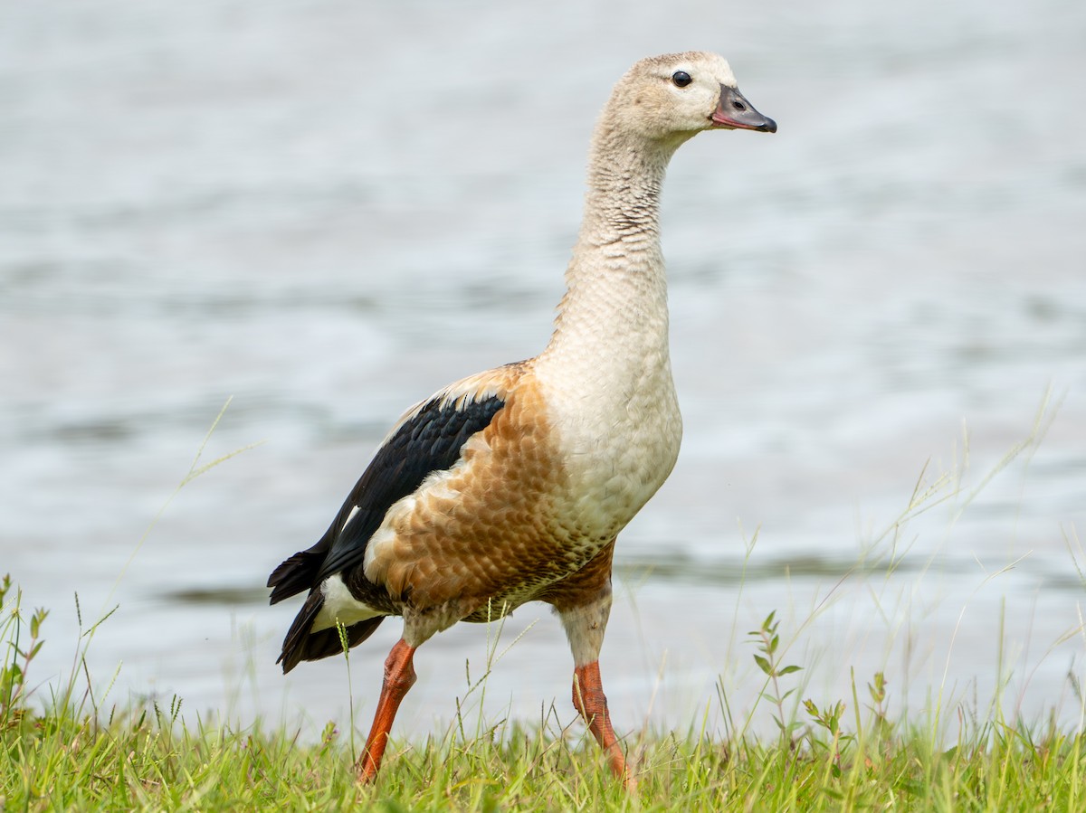Orinoco Goose - ML638287594