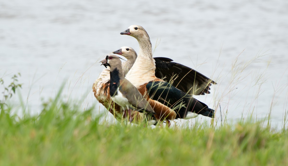 Orinoco Goose - ML638287595