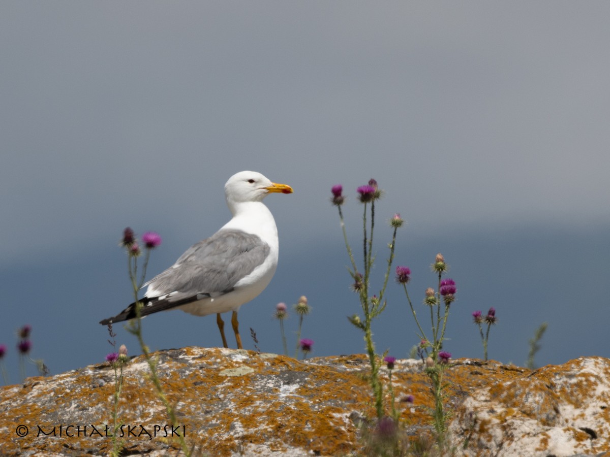 Caspian Gull - ML638287596