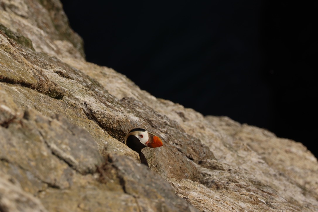 Tufted Puffin - ML638287602