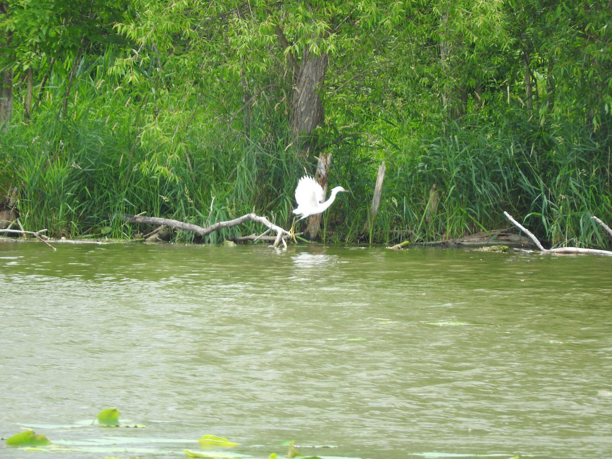 Snowy Egret - ML638287614