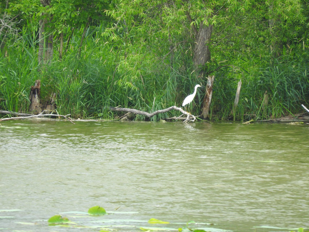 Snowy Egret - ML638287616