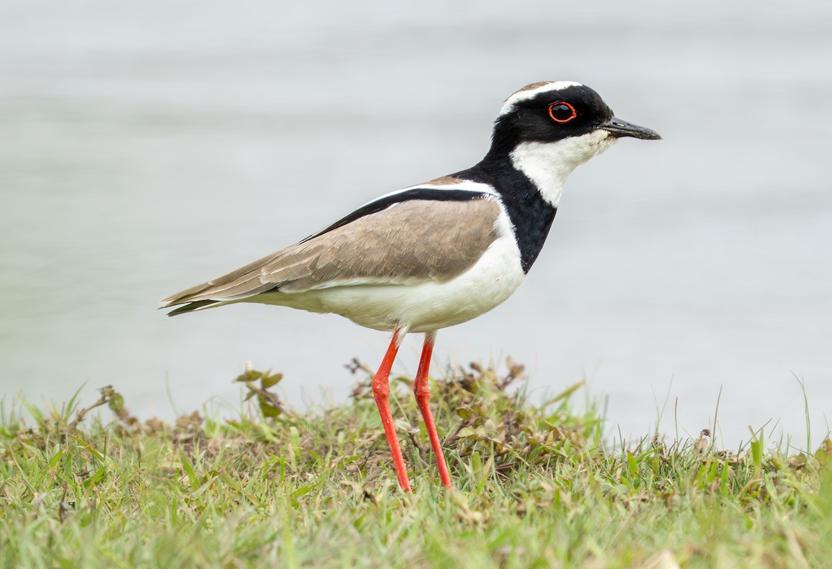 Pied Plover - ML638287620