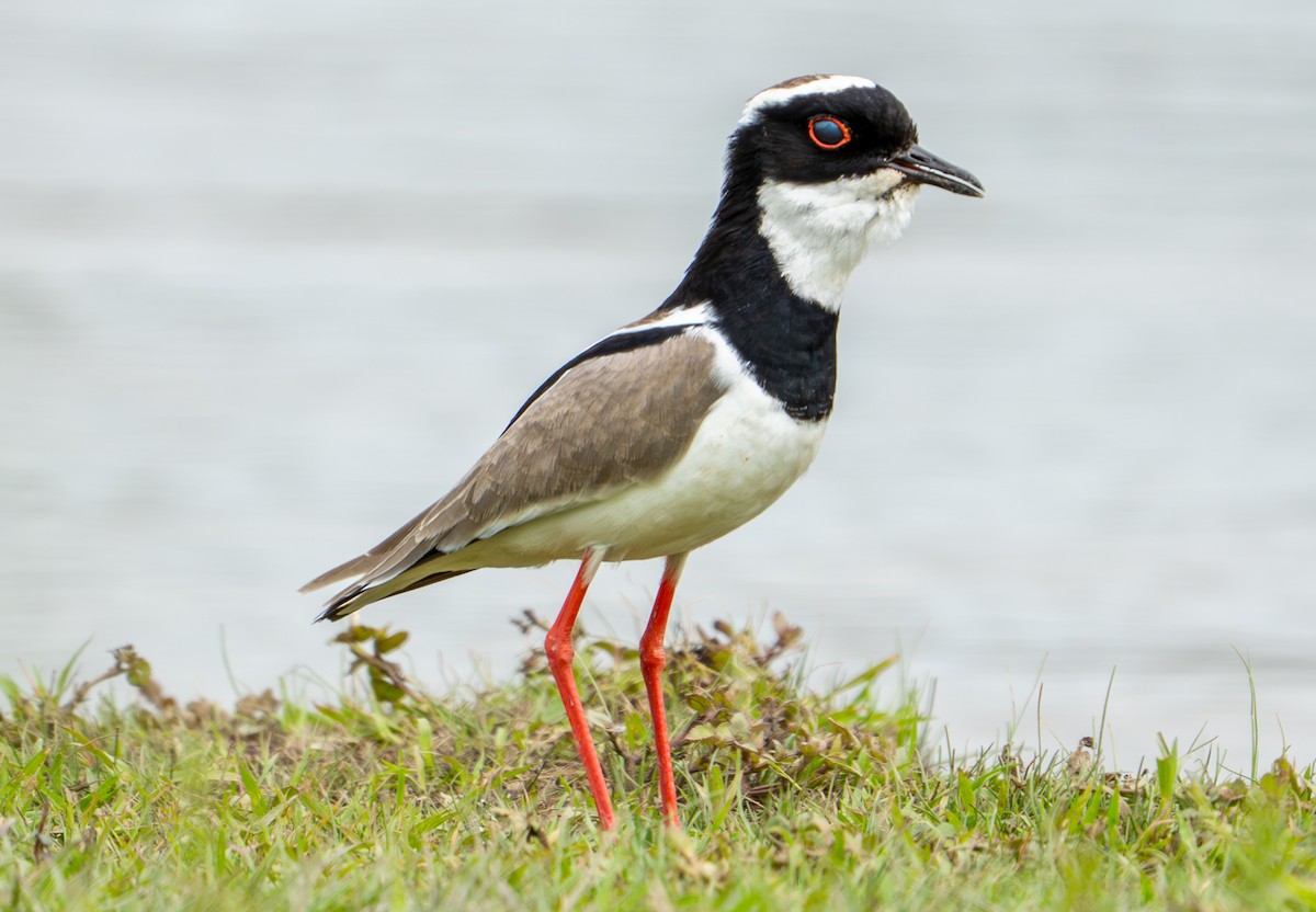 Pied Plover - ML638287621