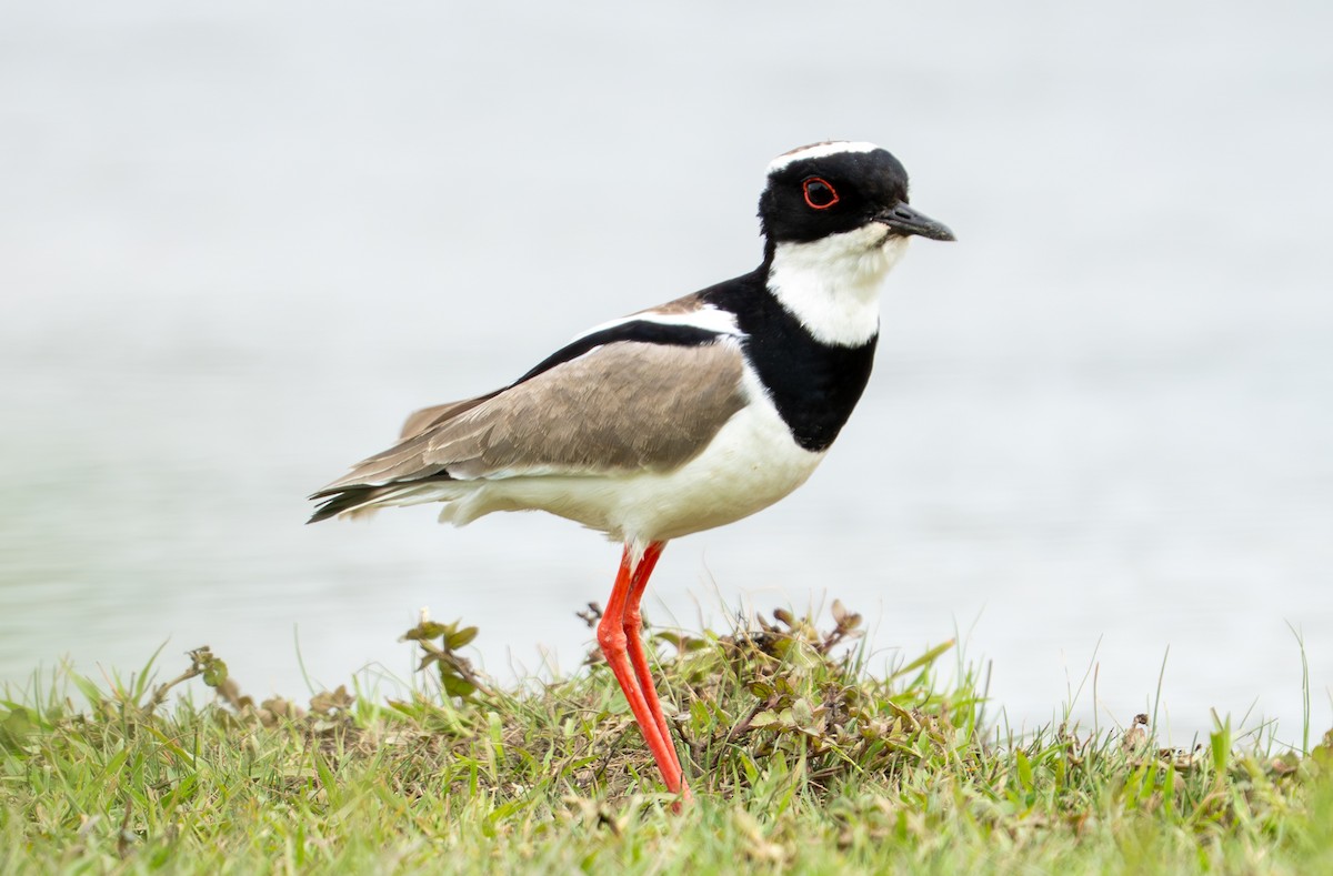 Pied Plover - ML638287622