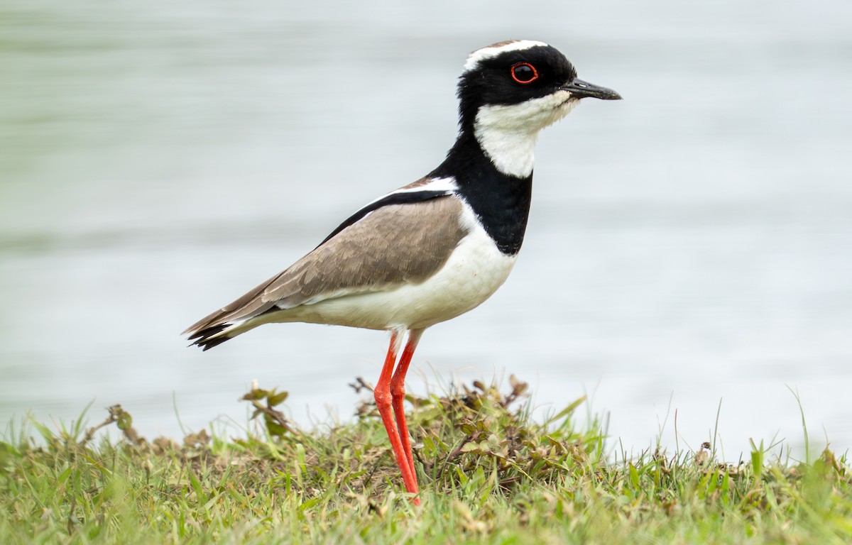 Pied Plover - ML638287623