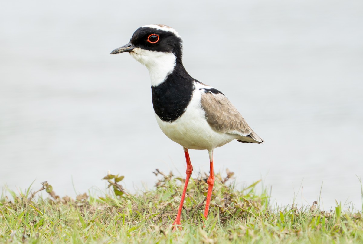 Pied Plover - ML638287624