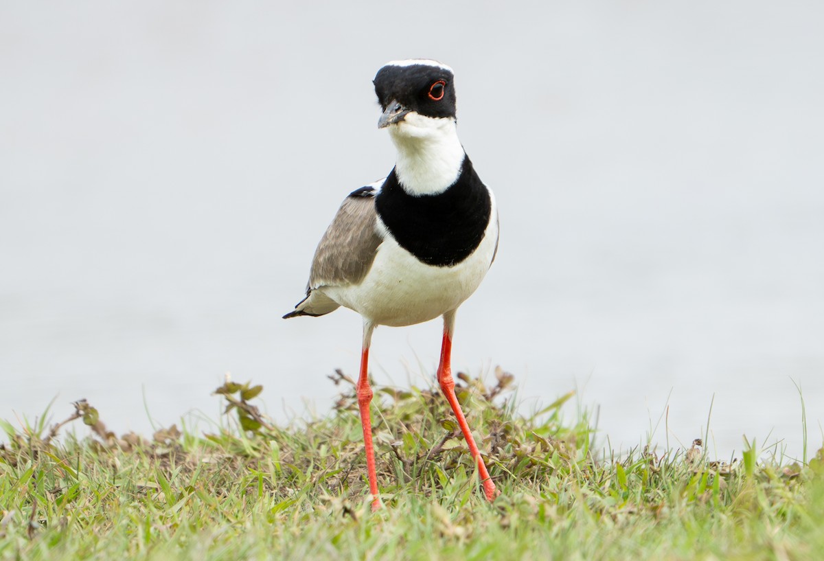 Pied Plover - ML638287625
