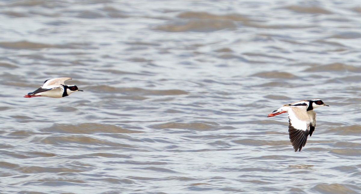 Pied Plover - ML638287626