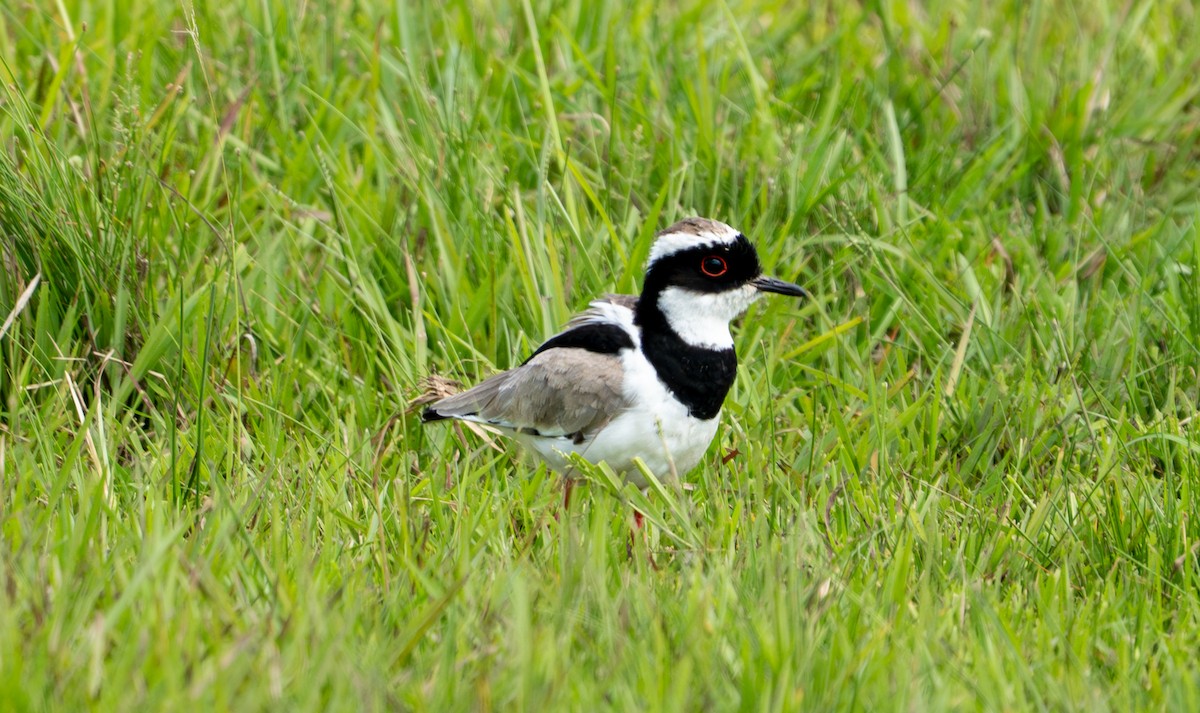 Pied Plover - ML638287627