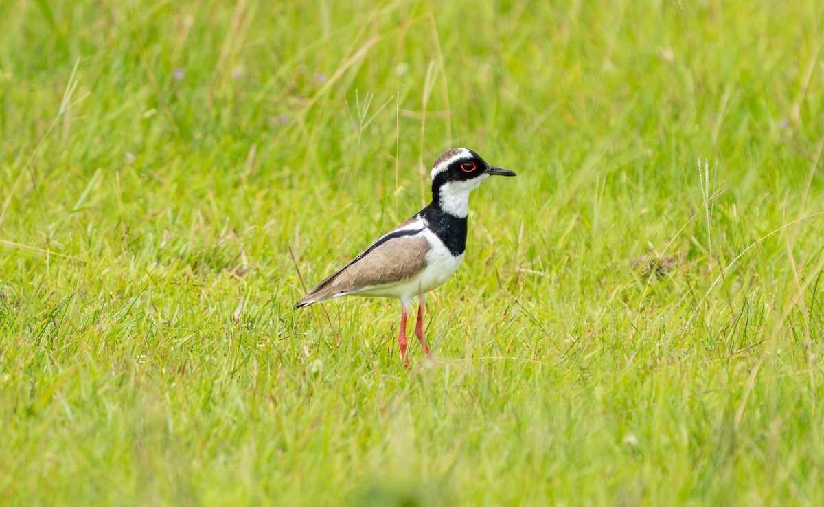 Pied Plover - ML638287628