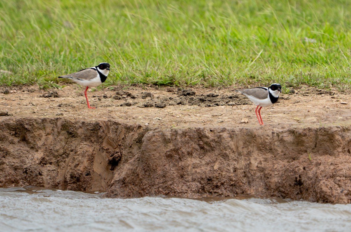 Pied Plover - ML638287629