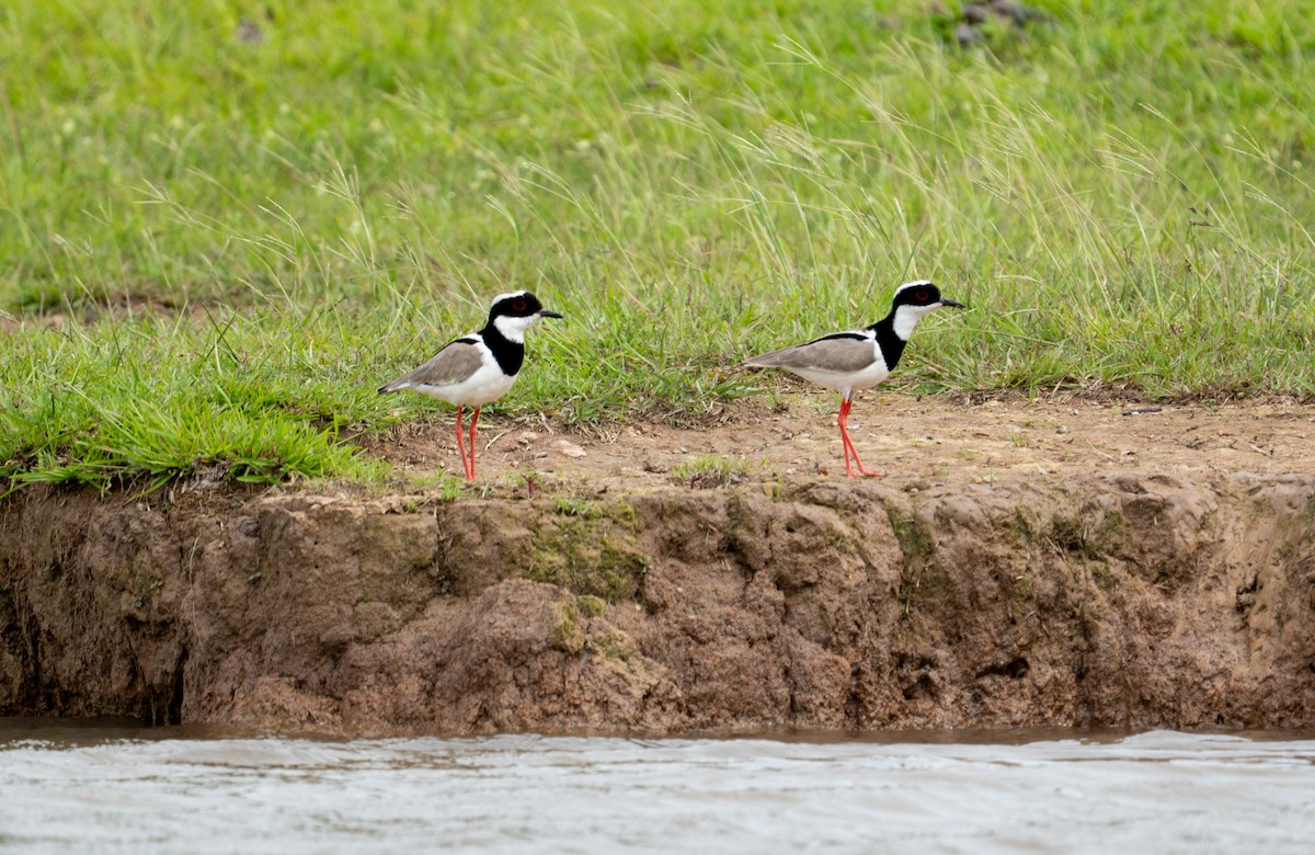 Pied Plover - ML638287630