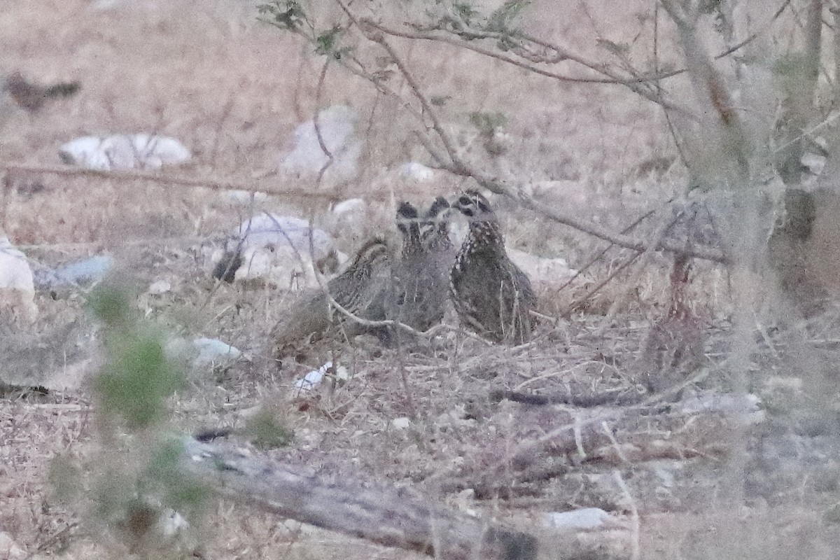 Black-throated Bobwhite - ML638287633