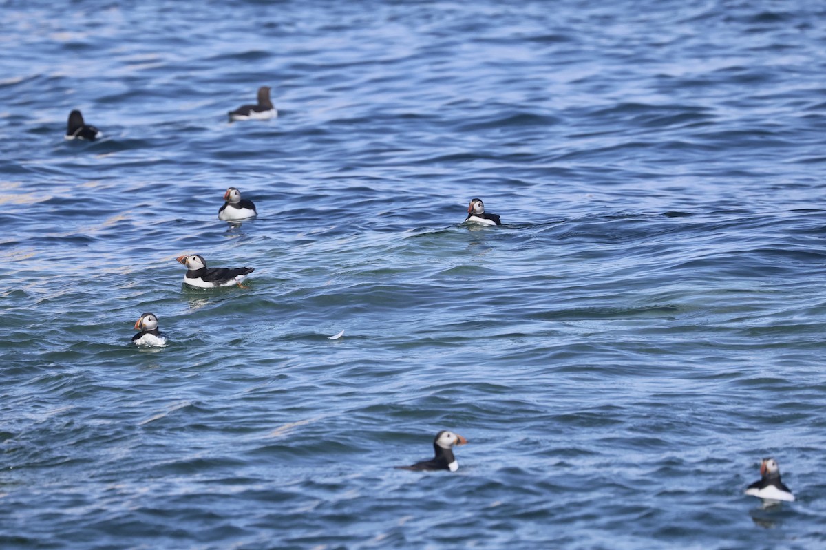 Atlantic Puffin - ML638287640
