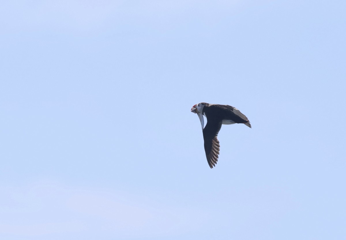 Atlantic Puffin - ML638287641