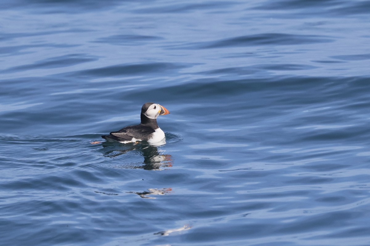 Atlantic Puffin - ML638287642