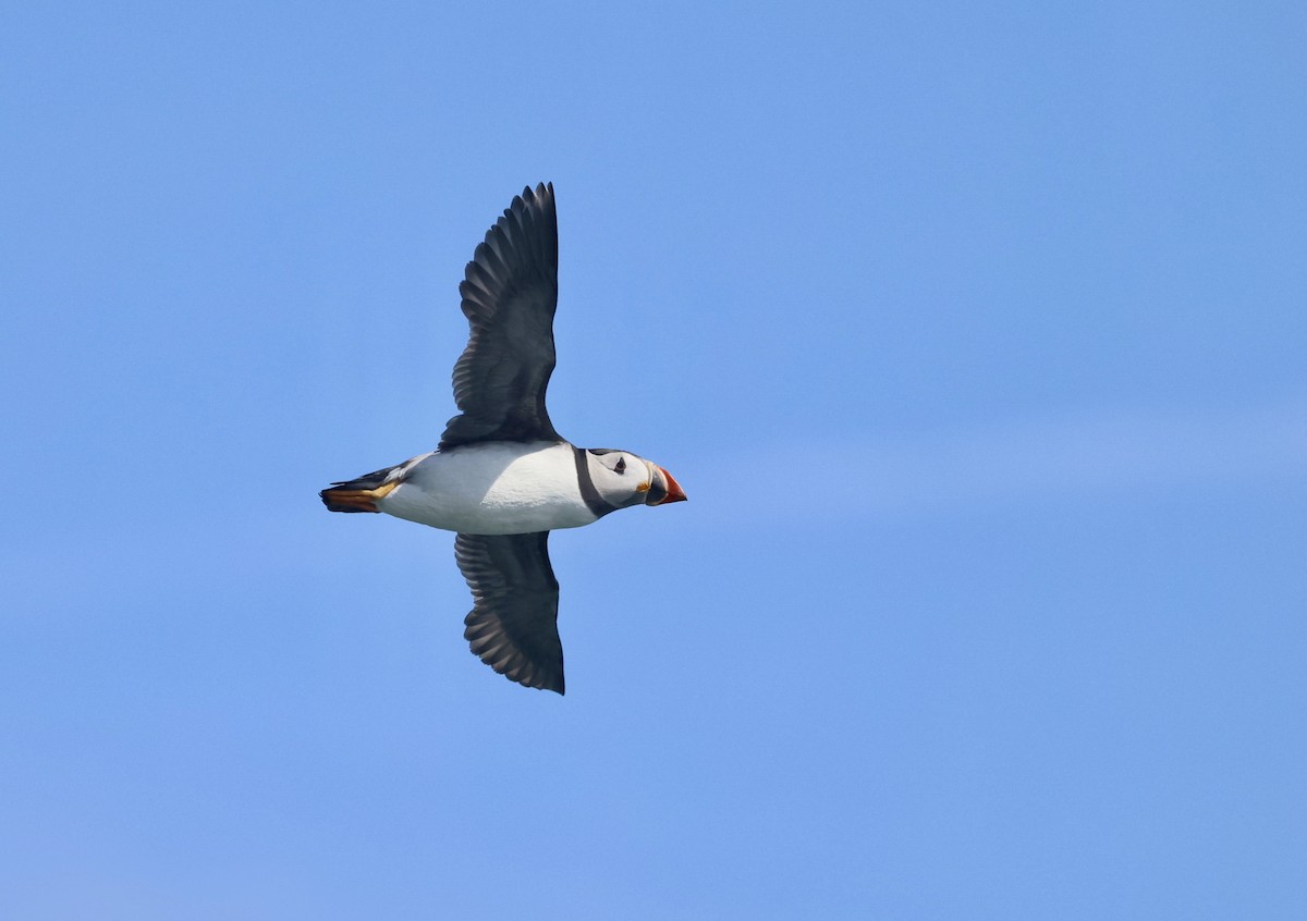 Atlantic Puffin - ML638287647