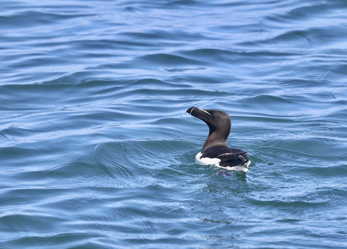 Razorbill - ML638287652