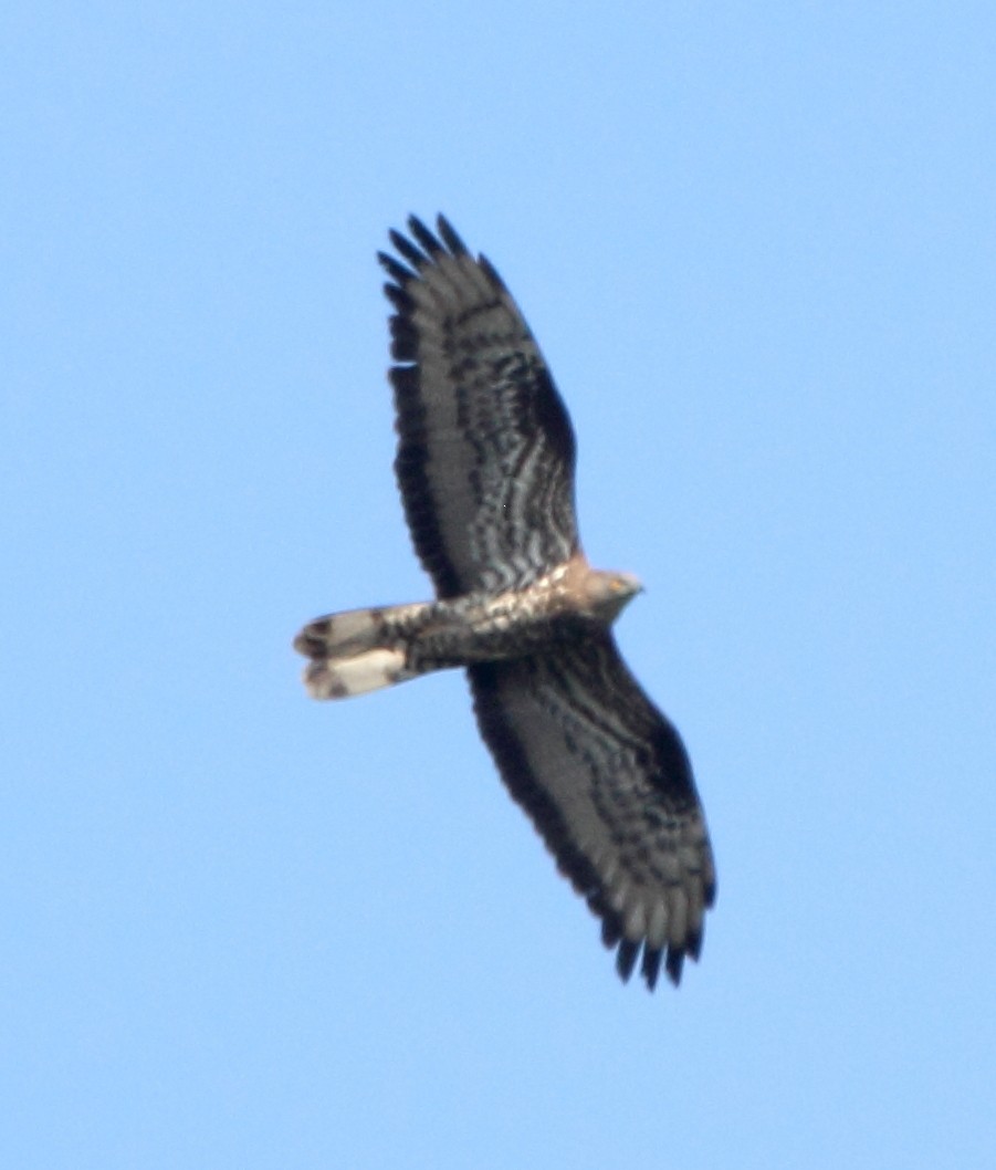 European Honey-buzzard - ML638287665