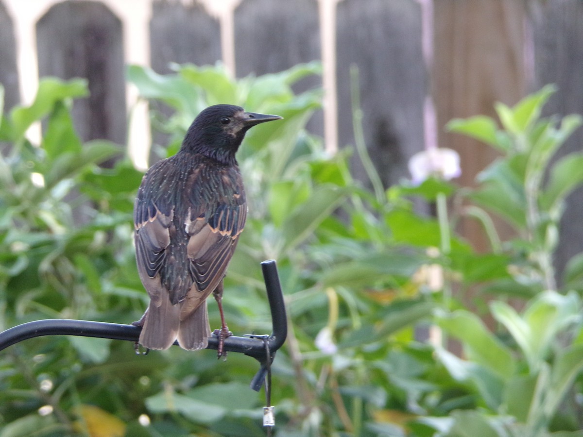 European Starling - ML638287666