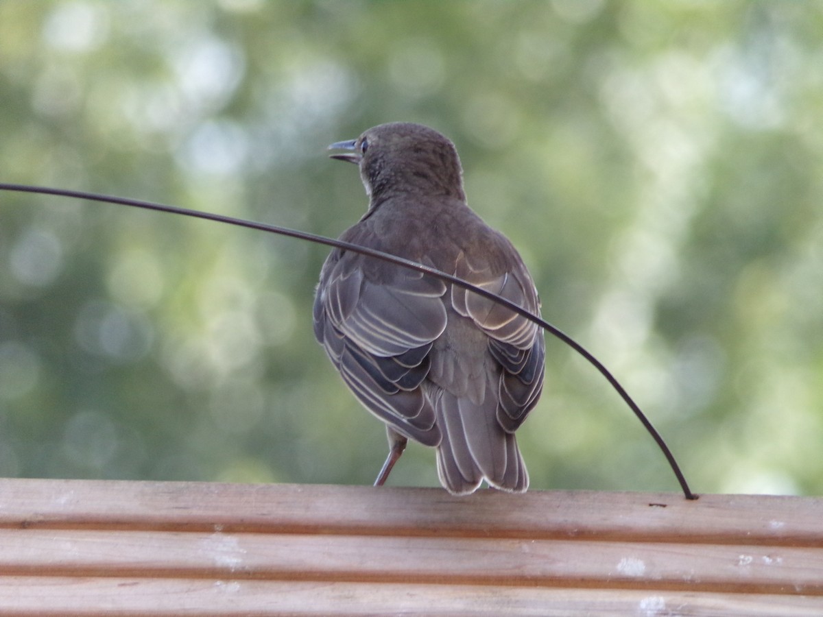 European Starling - ML638287667