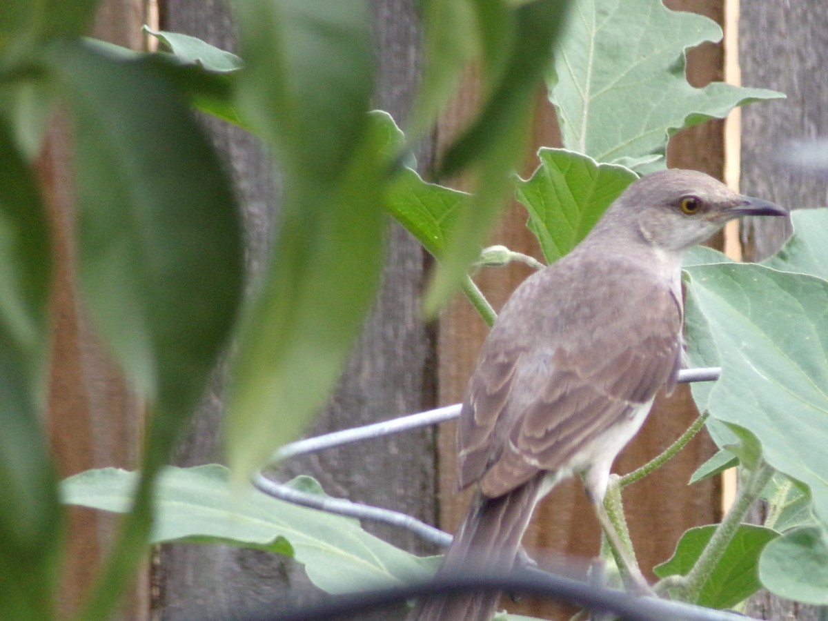 Northern Mockingbird - ML638287684