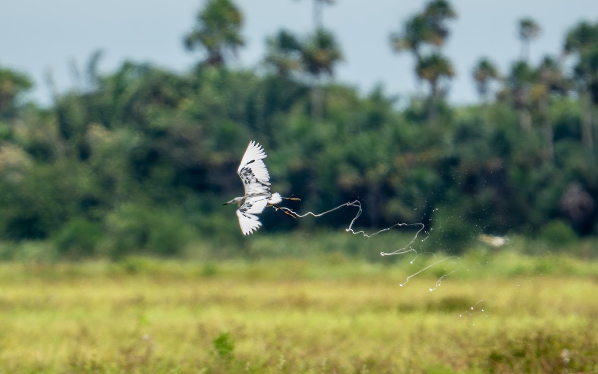 Little Blue Heron - ML638287695