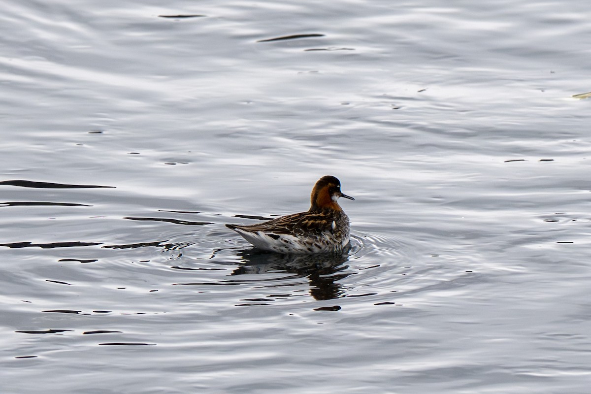 Red-necked Phalarope - ML638287698