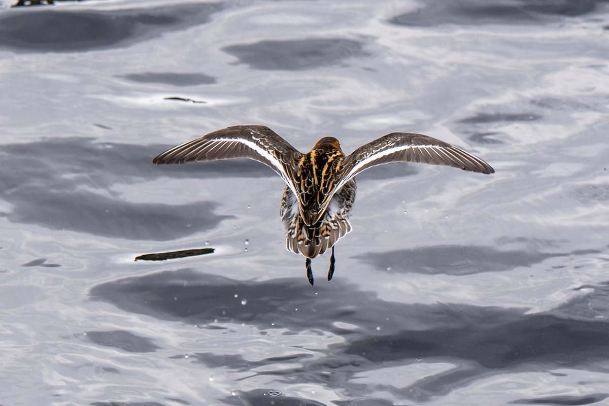 Red-necked Phalarope - ML638287699
