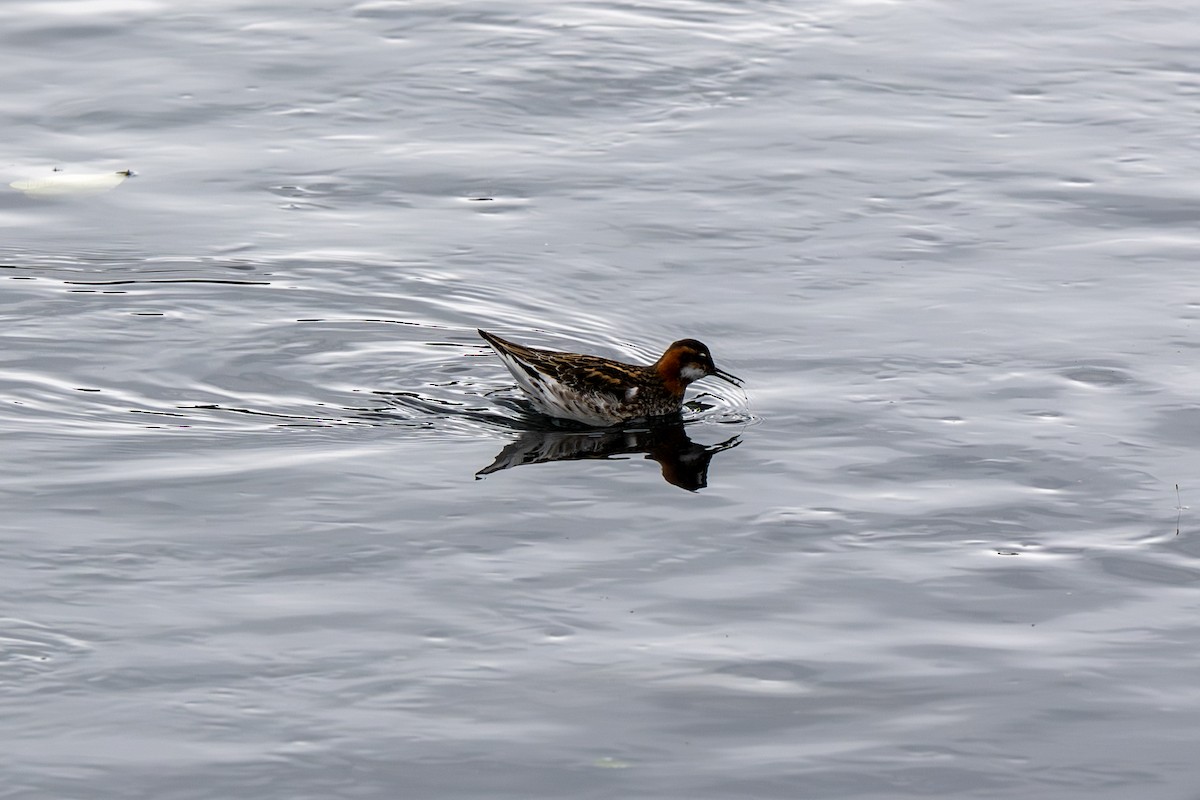 Red-necked Phalarope - ML638287700