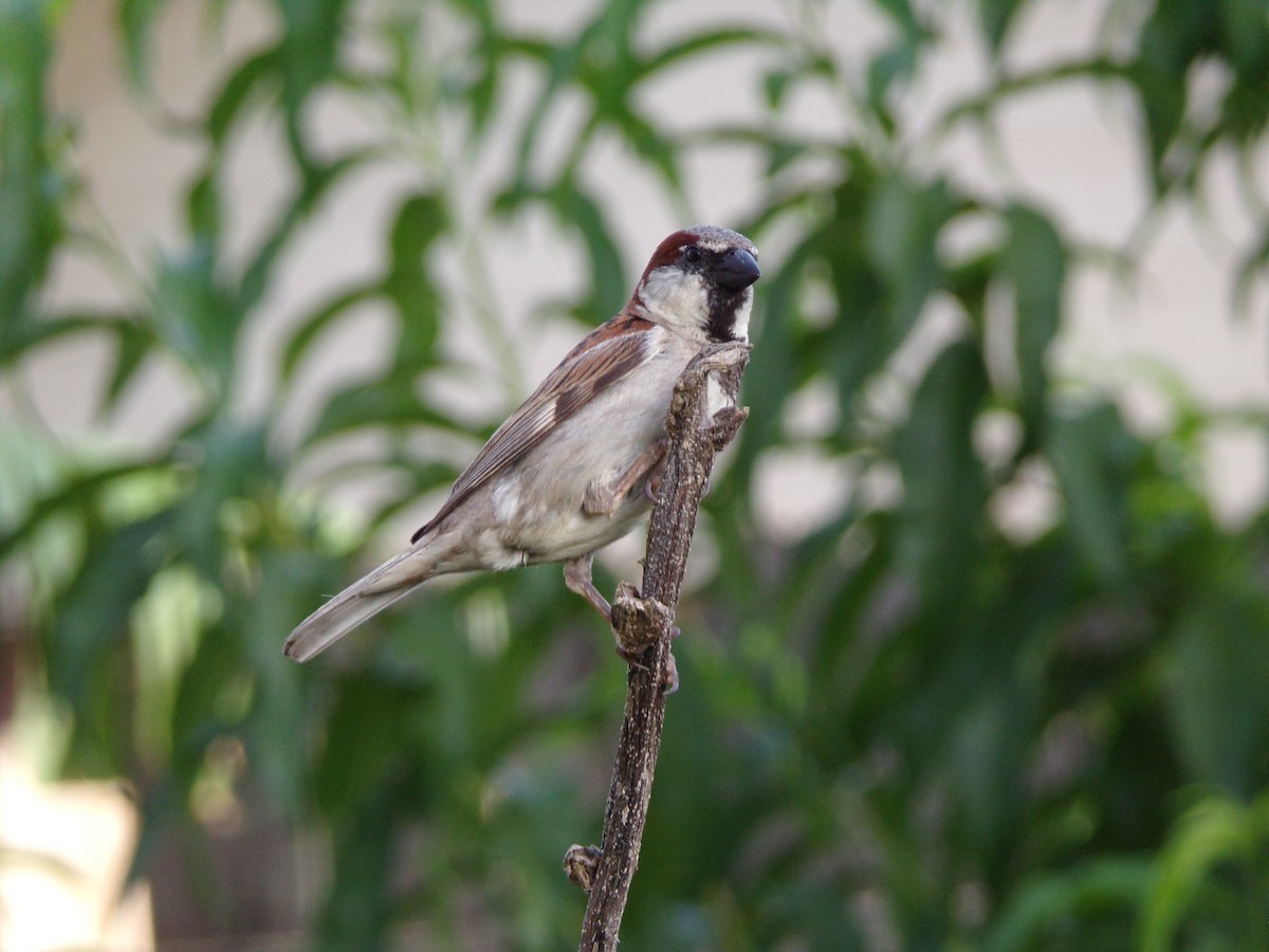 House Sparrow - ML638287704