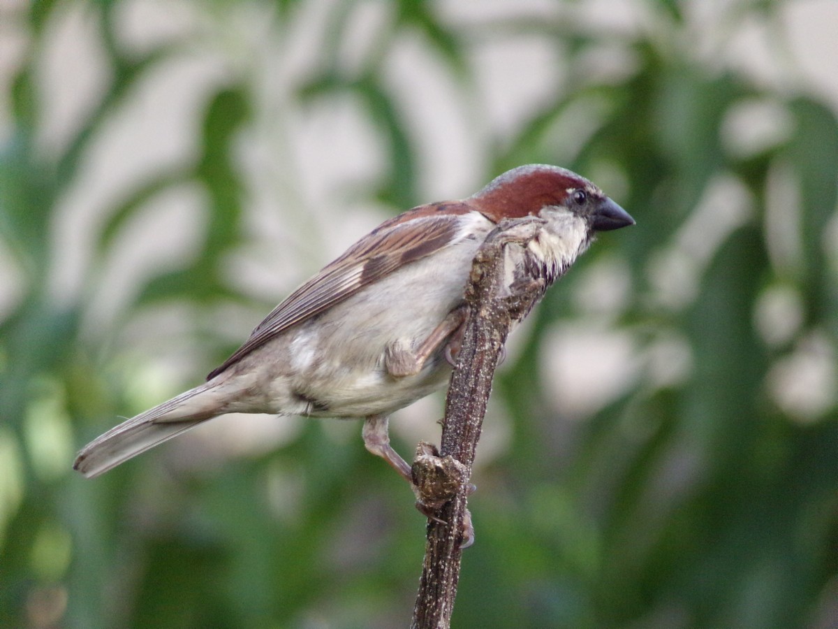 House Sparrow - ML638287705
