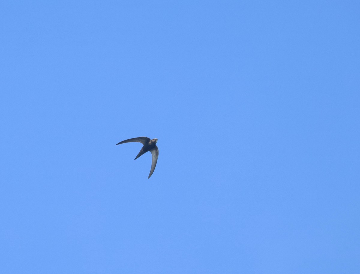 Common Swift - ML638287706