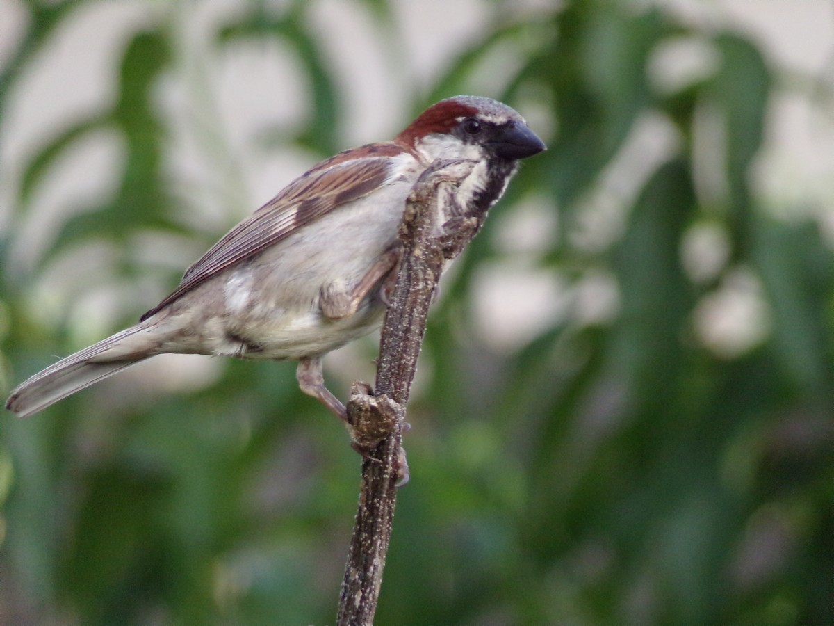 House Sparrow - ML638287707