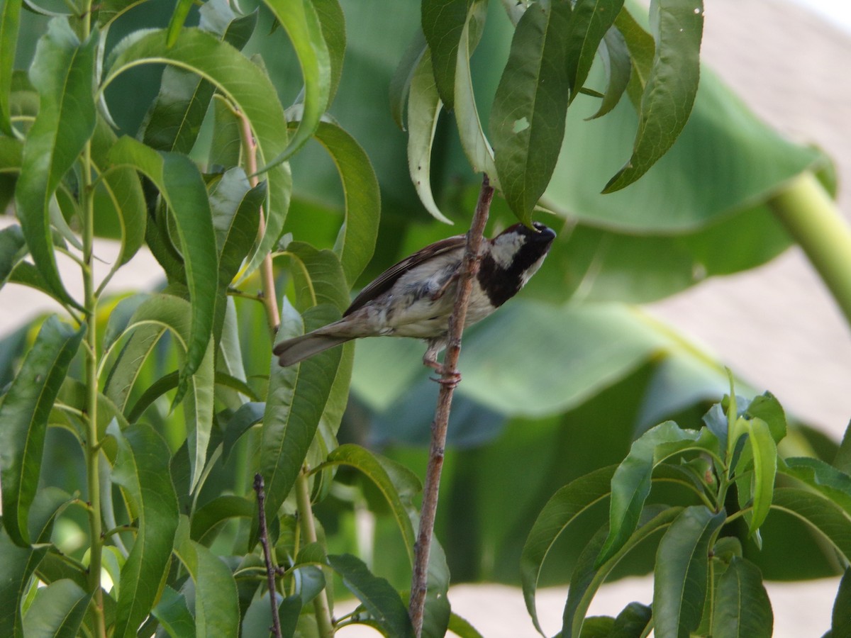 House Sparrow - ML638287708