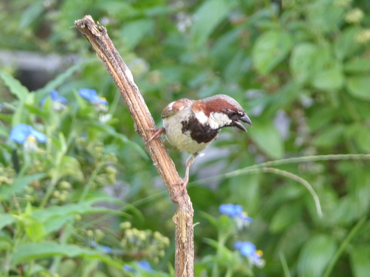 House Sparrow - ML638287709