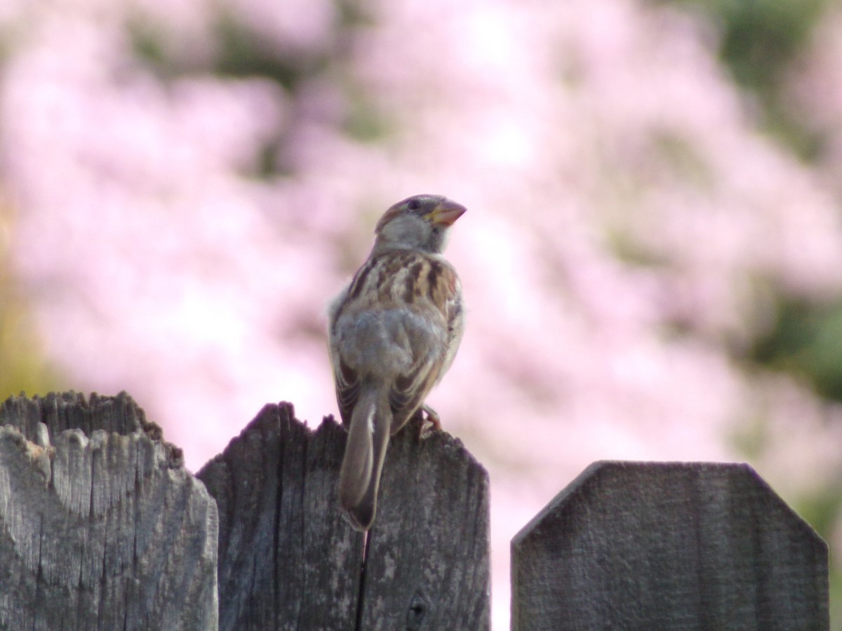 House Sparrow - ML638287710