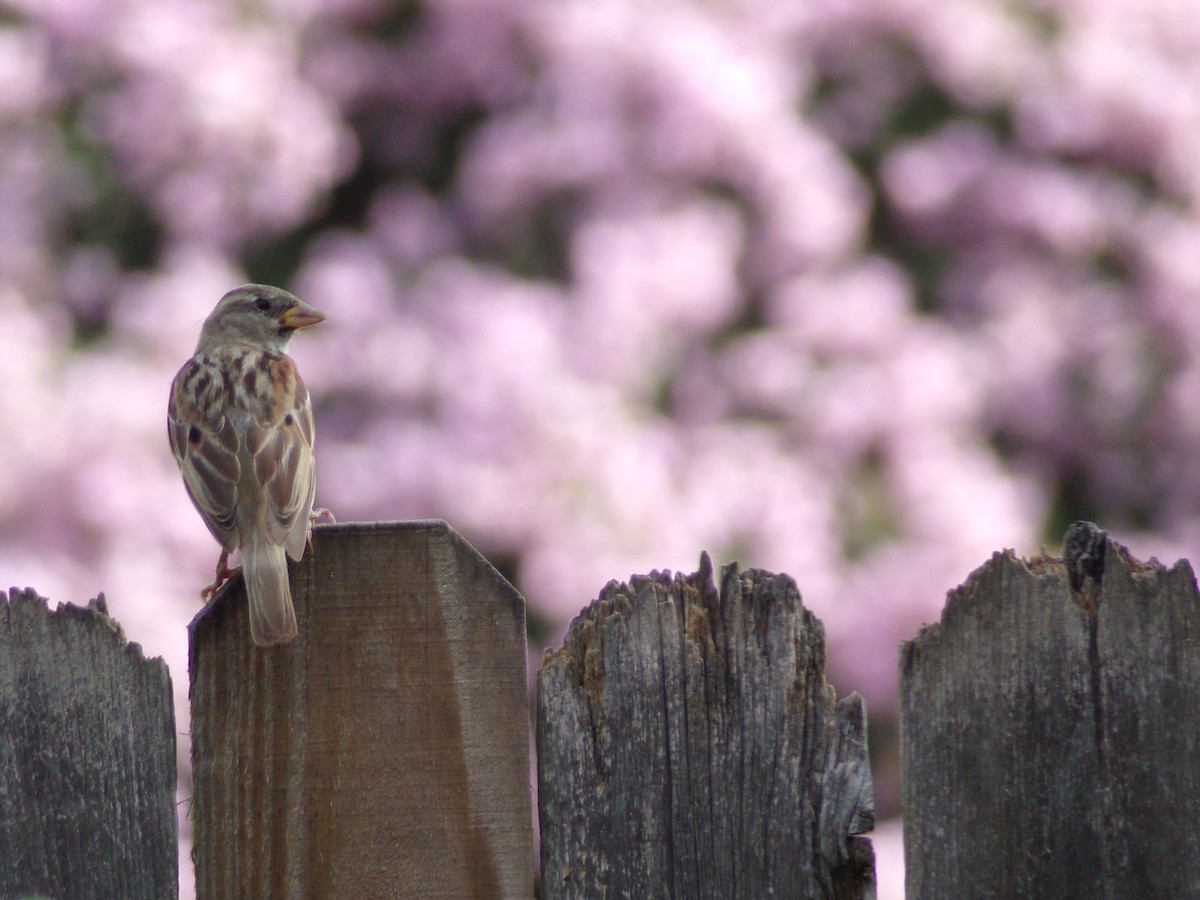 House Sparrow - ML638287711