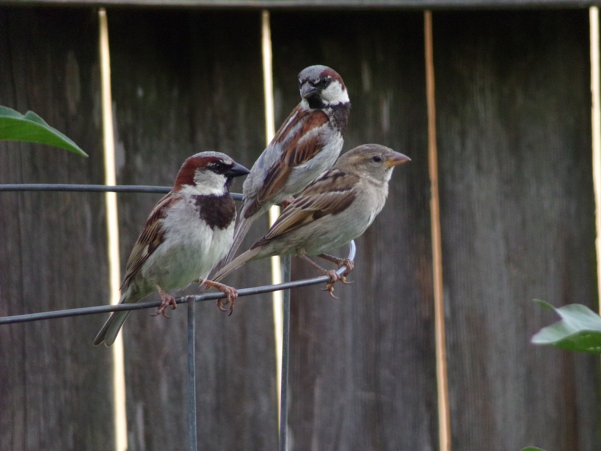 House Sparrow - ML638287712